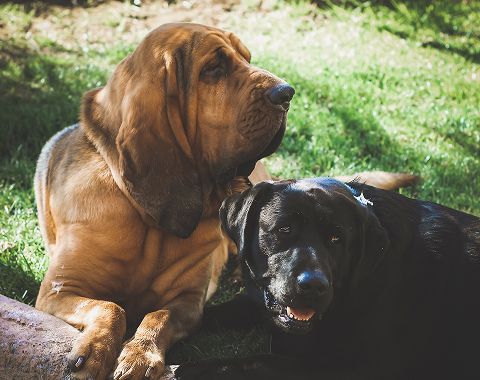 Burt and Hank